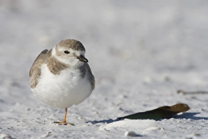 Precious Prints: A Piping plover, Charadrius melodus