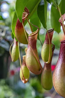 Images Dated 22nd January 2021: Pitcher plant