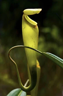 Images Dated 24th January 2007: Pitcher plant nepenthes madagascarn, carnivorous plant, South Madagascar