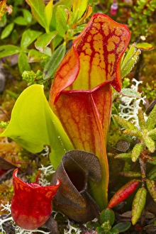 Pitcher plants in a bog near Lubec, Maine, USA