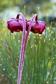 Images Dated 27th June 2011: Pitcher plants in a bog near Lubec, Maine, USA