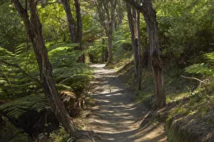 Tasman Bay Prints: Pitt Head Track, Abel Tasman National Park, Nelson Region, South Island, New Zealand