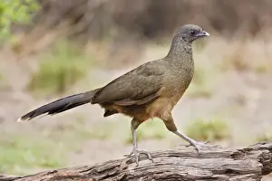 Plain Chachalaca (Ortalis vetula) looking for food in south Texas riparian habitat