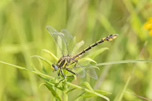 Animal Prints: Plains Clubtail (Gomphus externus) Lawrence County, Illinois