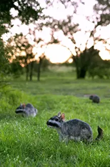 Rainforest Prints: Plains Viscacha or plains vizcacha (Lagostomus maximus), Corrientes, Argentina