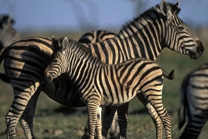Stripes Prints: Plains Zebra, Chobe National Park, Botswana, Africa