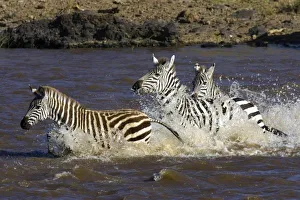 Images Dated 3rd October 2006: Plains Zebra (Equus