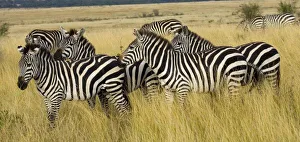 Medium Group Prints: Plains Zebra (Equus