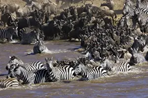 Plains Zebra (Equus quagga) and Blue Wildebeest (Connochaetes taurinus) herd crossing river