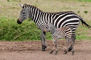 Ungulate Prints: A plains zebra, Equus quagga, with her colt. Masai Mara National Reserve, Kenya