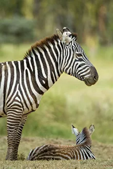 Herbivorous Prints: A Plains zebra, Equus quagga, and its foal at Lake Nakuru National Park, Kenya, Africa