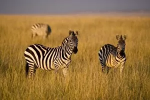 Images Dated 11th September 2006: Plains Zebra (Equus quagga) in grass, Masai Mara National Reserve, Kenya