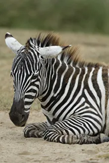 Images Dated 20th July 2015: Plains zebra (Equus quagga), Lake Nakuru National Park, Kenya