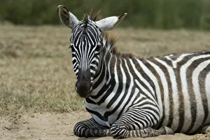 Images Dated 20th July 2015: Plains zebra (Equus quagga), Lake Nakuru National Park, Kenya