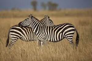 Plains Zebra (Equus quagga) pair grooming, Masai Mara National Reserve, Kenya Plains Zebra (Equus quagga) pair grooming, Masai Mara National Reserve, Kenya
