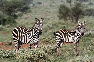 Eastern Africa Prints: Plains zebra, Equus quagga, Tsavo, Kenya