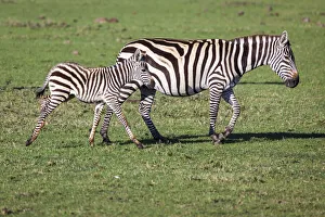 Prints of Plains zebra mare and colt walking across the Masai Mara. Kenya Africa Prints: Plains zebra mare and colt walking across the Masai Mara. Kenya