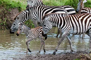 Ungulate Prints: Plains zebras, Equus quagga, and a colt at waterhole. Masai Mara National Reserve, Kenya