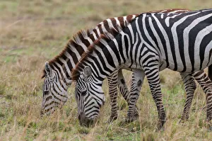 National Reserve Prints: Two plains zebras, Equus quagga, grazing. Masai Mara National Reserve, Kenya