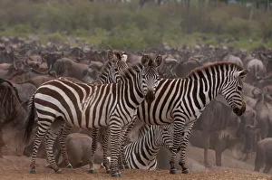 National Reserve Prints: Plains zebras, Equus quagga, among a herd of wildebeests