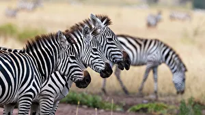 Herbivorous Prints: Three plains zebras, Equus quagga, in a row. Seronera, Serengeti National Park, Tanzania