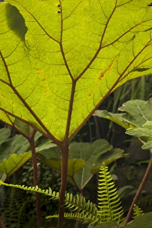 Broadleaf Prints: Plant detail at a botanical garden, Quito, Ecuador