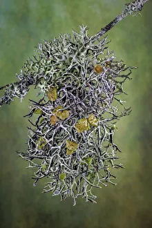 Lichen Prints: Plant close-up