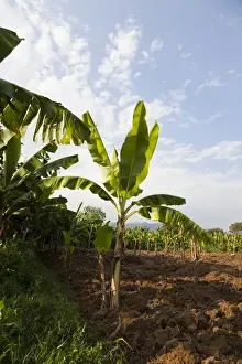 Banana Prints: Plantation of Cooking Banana (Musa x paradisiaca) in the Rift Valley