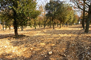 Images Dated 24th May 2007: The planted truffle forest field at La Truffe de Ventoux truffle farm, Vaucluse
