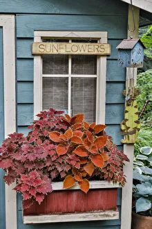 Yard Prints: Planter box along shed in bronze and reds, Sammamish, Washington State
