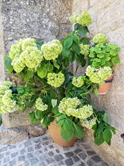 Images Dated 6th April 2023: Planter filled with green hydrangeas in the ancient Portuguese village built on the side of a mountain between large