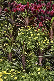 Conservatory Prints: Planting of yellow daisies and ginger in the Conservatory Longwood Gardens, Pennsylvania