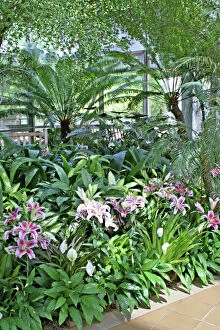 Plants inside conservatory at State Botanical Garden Athens Georgia