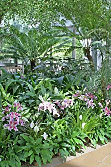 Images Dated 12th May 2006: Plants inside conservatory at State Botanical Garden Athens Georgia
