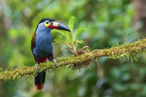 Cloud Forest Prints: Plate-billed mountain-toucan, cloud forest, Ecuador