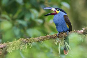 Cloud Forest Prints: Plate-billed mountain-toucan yawning, cloud forest, Ecuador