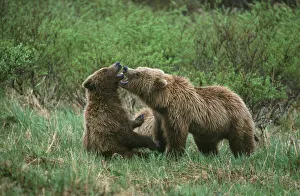 Predatory Prints: Play behavior between Sow and Cub Brown Bear, McNeil River State Game Reserve, Alaska