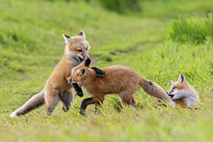 Red Fox Prints: Playful red fox Youngsters, Washington State