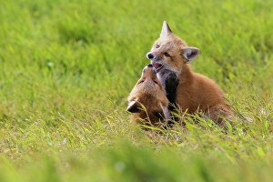 Red Fox Prints: Playful red fox Youngsters, Washington State