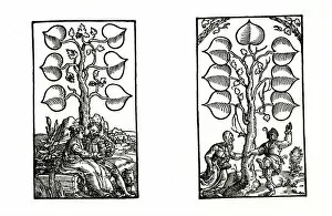 Images Dated 12th October 2005: Playing cards, German 16th c. Copyright: AAAC Ltd