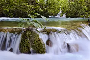 Images Dated 8th June 2010: The Plitvice Lakes in the National Park Plitvicka Jezera in Croatia. The lower lakes