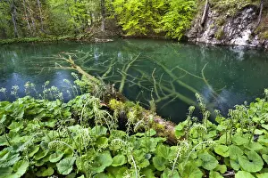 Images Dated 3rd May 2010: The Plitvice Lakes in the National Park Plitvicka Jezera in Croatia