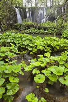 Images Dated 4th May 2010: The Plitvice Lakes in the National Park Plitvicka Jezera in Croatia. The upper lakes
