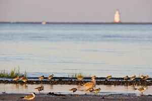 Point Prints: Plovers and gulls on the beach in Old Lyme, Connecticut. The nature Conservancy s