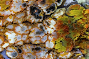 Images Dated 4th September 2024: Plum agate