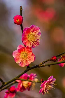 Plum Blossoms Prunus Mume West Lake Jiangsu Province, China