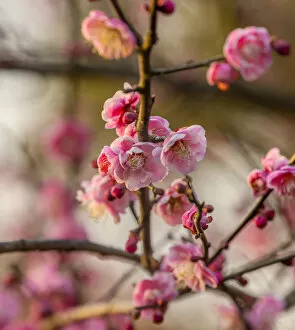 China Collection: Plum Blossoms West Lake Jiangsu Province, China