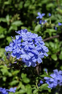 Shrub Prints: Plumbago plant