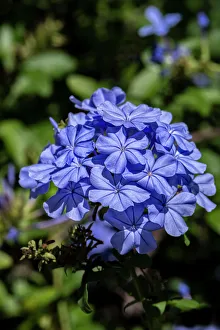 Shrub Prints: Plumbago plant