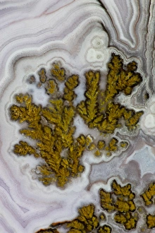 Natural Pattern Prints: Plume Agate, Quartzsite, AZ